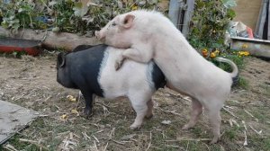 Случка поросят - экоферма "К5"