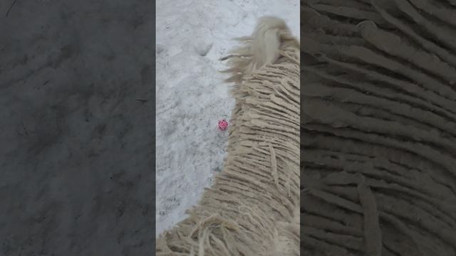 Снежок наше всё ☺️