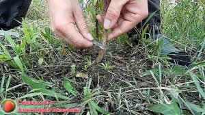 Размножение деревьев яблони груши От прививки почки до готового саженца Окулировка плодовых деревье