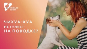 Чихуа-хуа не гуляет на поводке?