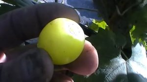 Сорт винограда Ладушка - сезон 2015