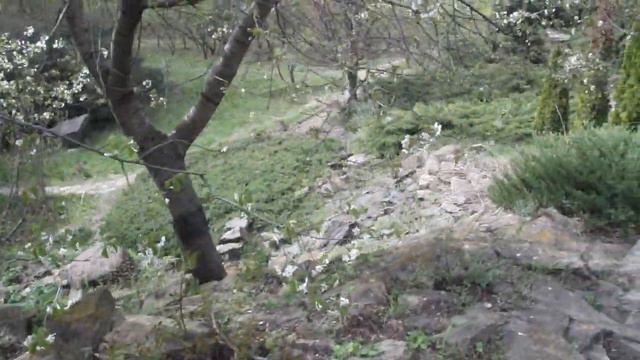 Альпинарий . Ботанический сад ( Кишинёв ) . Красота !!! смотреть онлайн