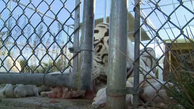 Oomph! - Trümmerkinder (Animal Trainer's Clip) смотреть онлайн