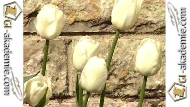 Фавориты сада - 1 смотреть онлайн