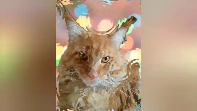 Котик мэйкун растет ? смотреть онлайн