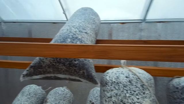 Инкубационный период почти пройден смотреть онлайн