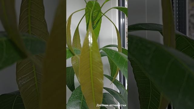 Лимон Кантонский красный расцвёл, подождём будут ли плоды смотреть онлайн