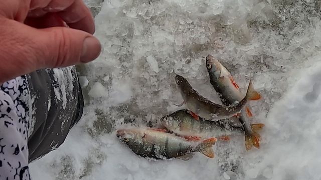 Февральская рыбалка на окуня Ловля окуня на блесну зимой! смотреть онлайн