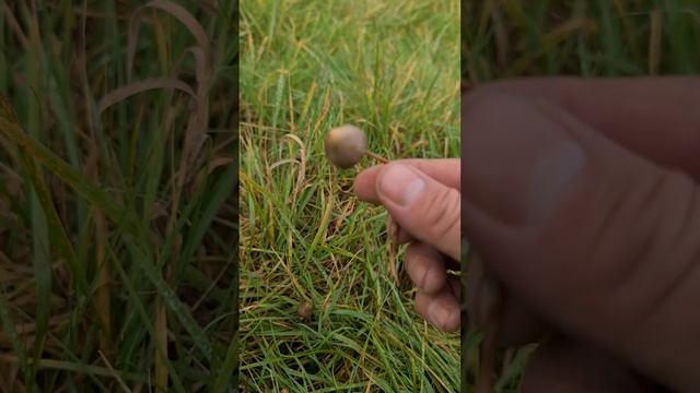 HOW TO FIND?? Foregaging/Searching for Mushrooms Liberty Caps смотреть онлайн