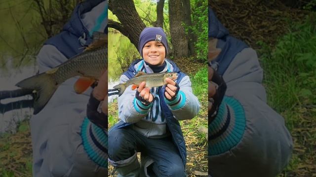 Голавль на майского жука. Рыбалка на донку 2022. ? #shorts #viralvideo #голавль #рыбалка2022