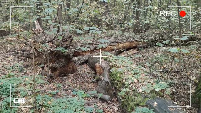 Hallowin 21 смотреть онлайн