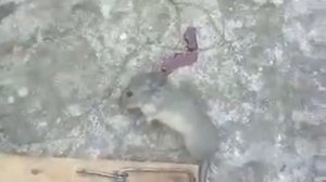 Мышь в мышеловке