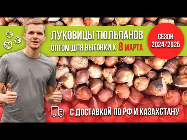 Луковицы тюльпанов оптом для выгонки к 8 марта с доставкой по РФ и Казахстану. Сезон 2024/2025