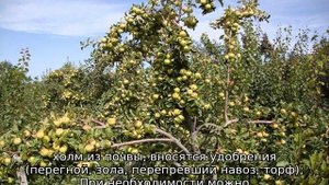 Яблоня Исеть Белая