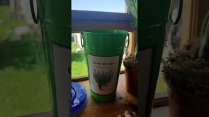 Диффенбахия и мой грунт для цветов