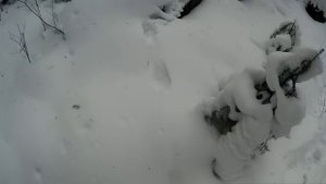 Охота на куницу капканами. Хитрый кун пойман!