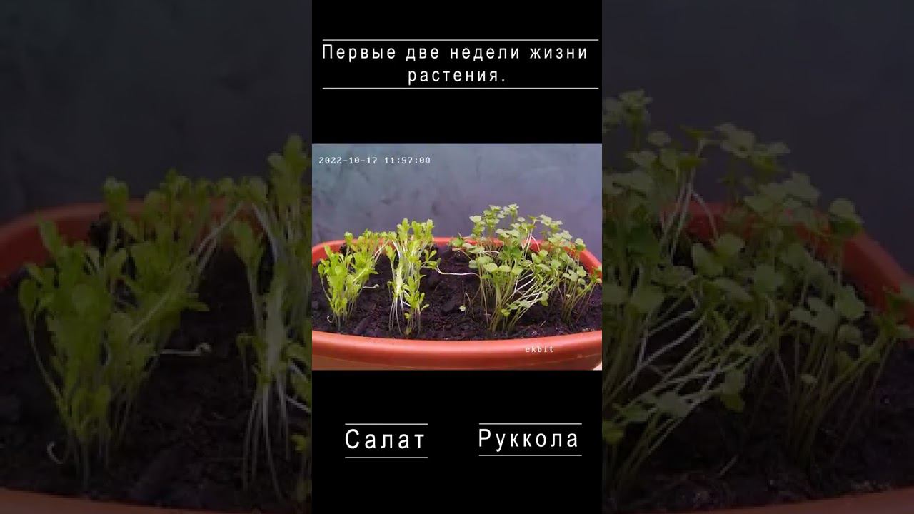 Таймлапс: Первые две недели жизни растения, руккола и салат