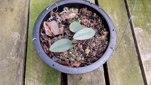 bulbophyllum frostii e phalaenopsis pulcherrima coerulia = NOVA RIFA смотреть онлайн