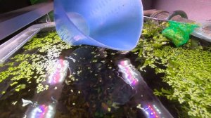 Гуппи и ряска в аквариуме.