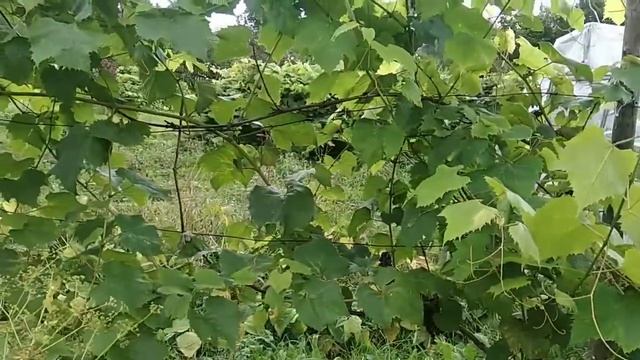 Виноград #Изабелла