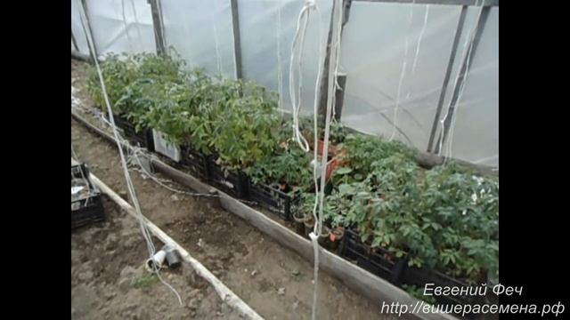 Работы перед высадкой рассады в теплице.mp4 смотреть онлайн