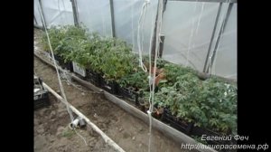 Работы перед высадкой рассады в теплице.mp4