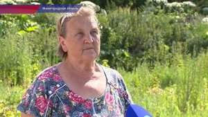 Борщевик Сосновского захватывает Нижегородскую область