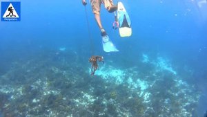 Большой осьминог