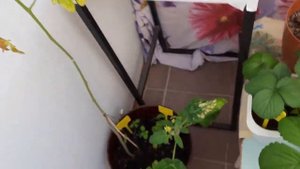 ОГОРОД на БАЛКОНЕ  клубника не дает цветы