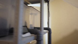 Ежовик (Ежевик) Гребенчатый. Культивация грибов прямо в квартире! Обзор домашней фермы.