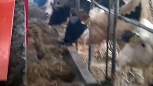 Раздача кормов коровам на ферме техникой Колнаг видео.mp4