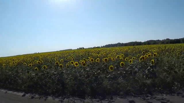 Подсолнухи в Щербакульском районе из окна машины_Sunflowers in Scherbakylsky district from the car