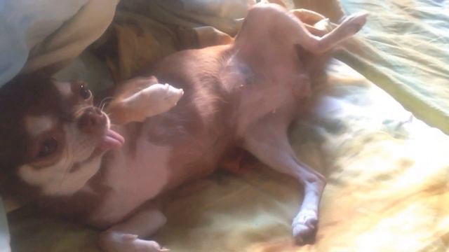 Чихуахуа радуется. Chihuahua rejoices