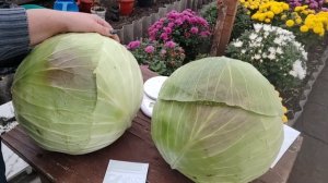 Убираю капусту. Любимые гибриды Леннокс и Агрессор снова порадовали !!!