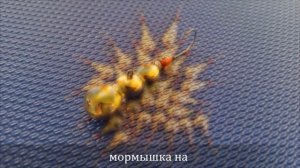 МОРМЫШКИ НА ХАРИУСА