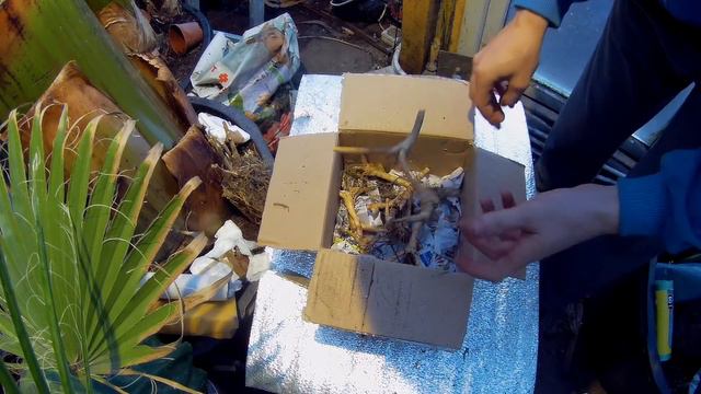 Odc-587,cz-2-Alokazja portodora,bambus kępowy fargesia (simba?) смотреть онлайн