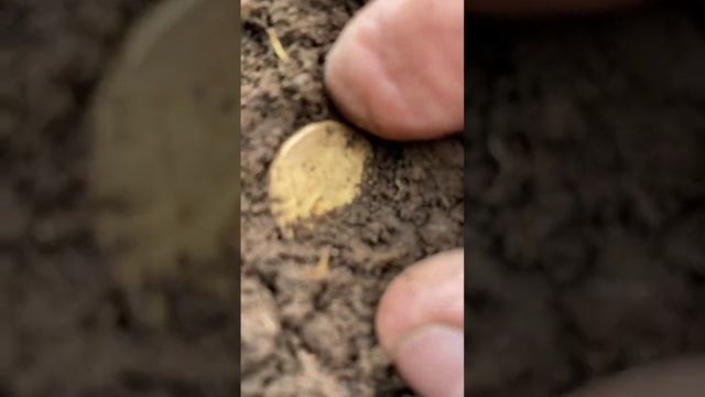 Metal Detecting For Australian Decimal Gold Coins. ‘Goldies’