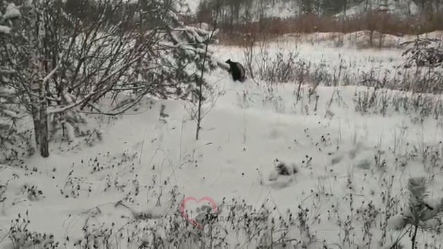 Привет от Марселя из приюта «Дом добра» #марсель_герой_дд
