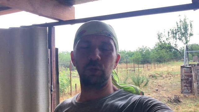 Корова загуляла после отела смотреть онлайн