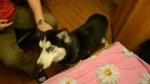 Чистим уши хаски