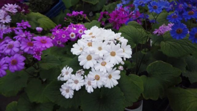 ОБЗОР и РАСЦВЕТКИ Цинерарии Гибридной к 8 Марта. смотреть онлайн