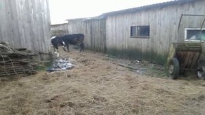 Выгодно ли держать быков?!Вся правда о затратах!