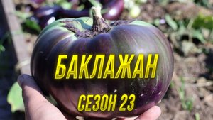 Надо меньше сажать баклажанов. Выращивание баклажан в открытом грунте