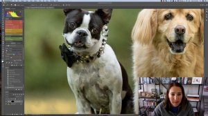 How To Easily Remove Color Cast In Photoshop - PET PHOTOGRAPHY