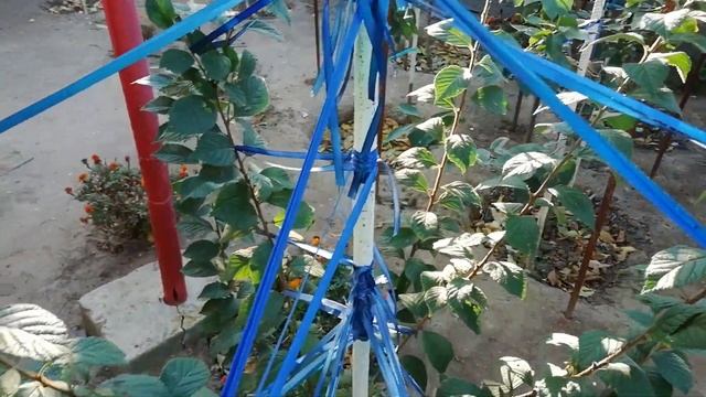 Вишня войлочная. Лечение монилиоза войлочной вишни. смотреть онлайн