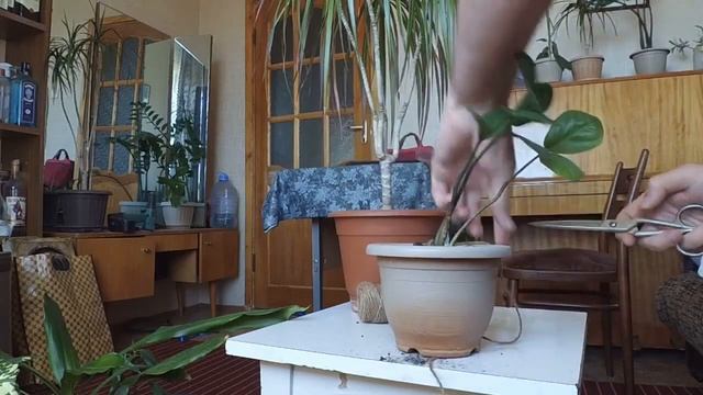 Автополив комнатных растений самый простой и проверенный способ смотреть онлайн