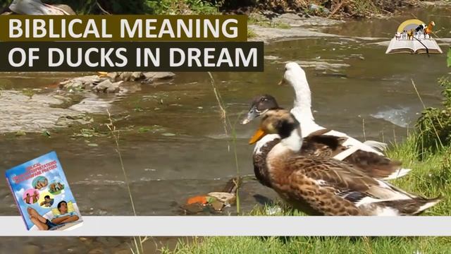 Biblical Meaning of DUCK in Dream - Spiritual Dream About Ducks смотреть онлайн