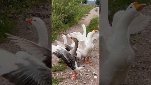 Гуси гуси гагага на базе отдыха ЛИСА