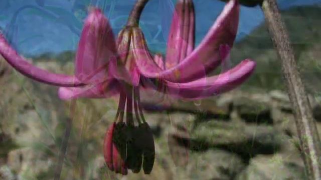 Lilium martagon смотреть онлайн