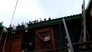 Голуби Крыма, Алексей Василишин, Евпатория (16)